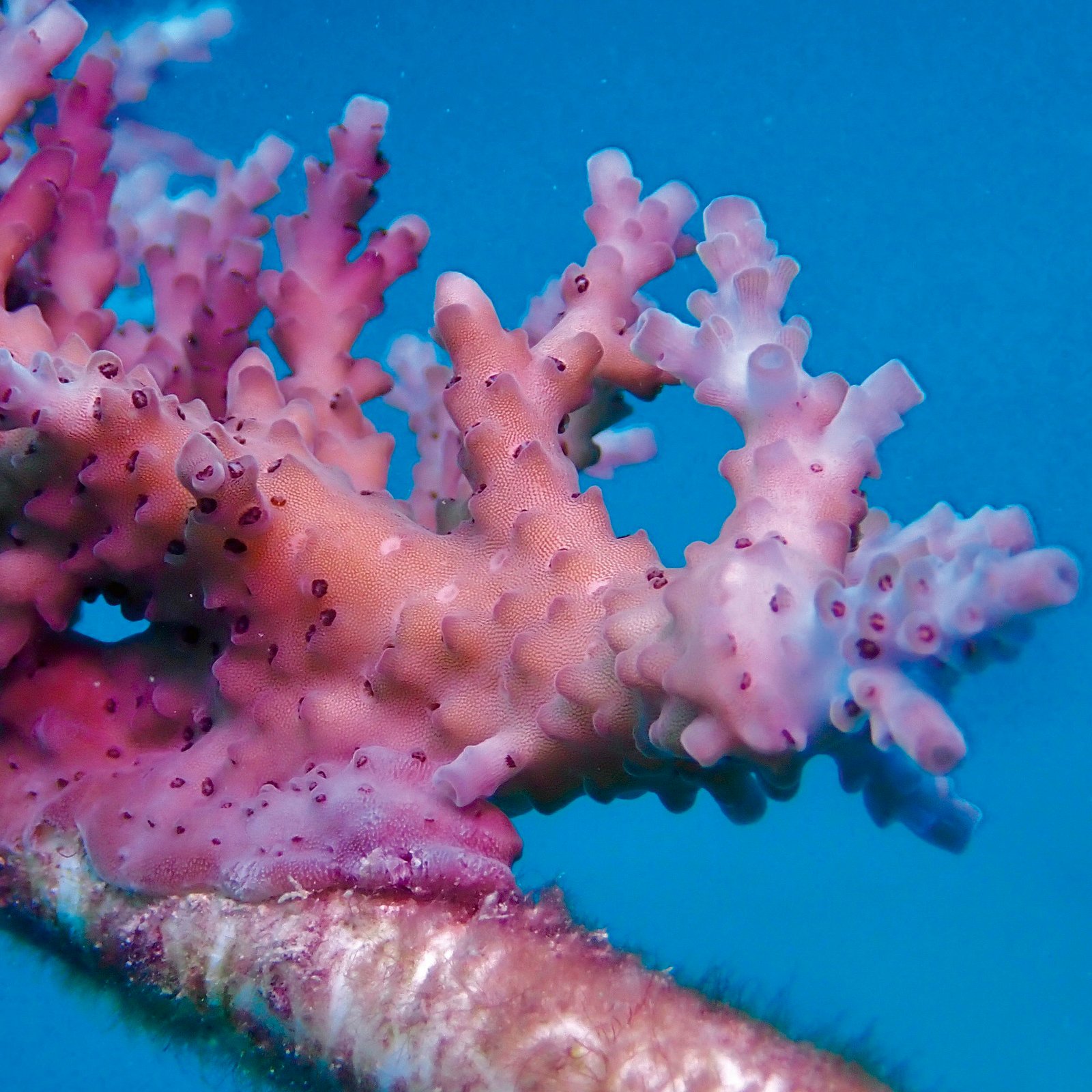 Aquis Great Barrier Reef Limited Edition IV - Image 7