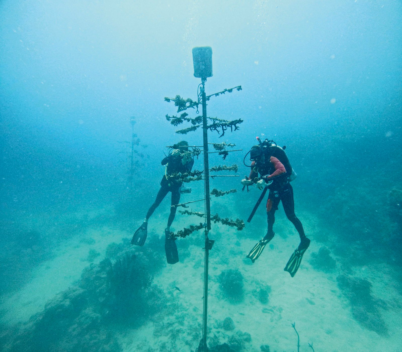 Aquis Great Barrier Reef Limited Edition IV - Image 8