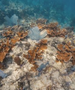 Alternative view of Carysfort Reef Limited Edition