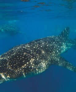 Alternative view of Whale Shark Limited Edition
