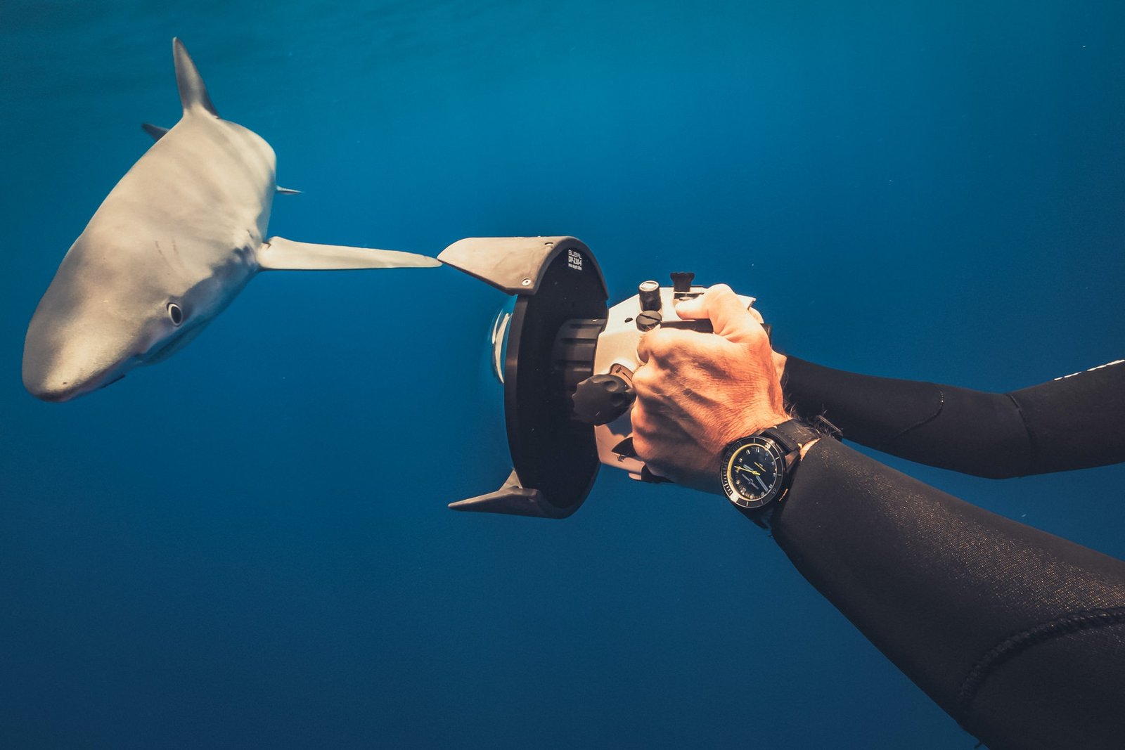 Diver Lemon Shark - Image 6